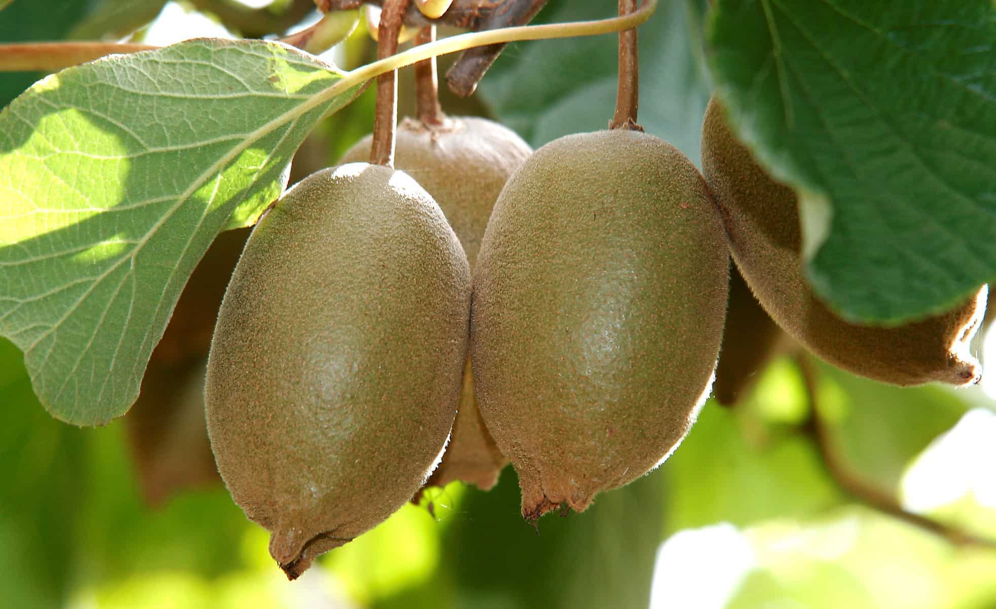 Kiwifruit on the vine in Te Puke, Bay of Plenty — Kiwifruit Capital of the World